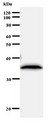 RPF2 / BXDC1 Antibody - Western blot of immunized recombinant protein using BXDC1 antibody.