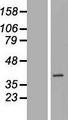 RPF2 / BXDC1 Protein - Western validation with an anti-DDK antibody * L: Control HEK293 lysate R: Over-expression lysate