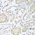 RPH3AL Antibody - Immunohistochemistry of paraffin-embedded human stomach tissue.