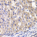 RPL14 / Ribosomal Protein L14 Antibody - Immunohistochemistry of paraffin-embedded rat liver tissue.
