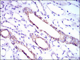 RPL18A Antibody - IHC of paraffin-embedded kidney tissues using RPL18A mouse monoclonal antibody with DAB staining.