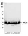 RPL21 / Ribosomal Protein L21 Antibody - Detection of human and mouse RPL21 by western blot. Samples: Whole cell lysate (50 µg) from HeLa, HEK293T, Jurkat, mouse TCMK-1, and mouse NIH 3T3 cells prepared using NETN lysis buffer. Antibody: Affinity purified rabbit anti-RPL21 antibody used for WB at 0.1 µg/ml. Detection: Chemiluminescence with an exposure time of 1 second.