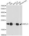 RPL21 / Ribosomal Protein L21 Antibody - Western blot analysis of extracts of various cell lines, using RPL21 antibody at 1:1000 dilution. The secondary antibody used was an HRP Goat Anti-Rabbit IgG (H+L) at 1:10000 dilution. Lysates were loaded 25ug per lane and 3% nonfat dry milk in TBST was used for blocking. An ECL Kit was used for detection and the exposure time was 60s.