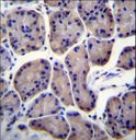 RPL23 / Ribosomal Protein L23 Antibody - RPL23 Antibody immunohistochemistry of formalin-fixed and paraffin-embedded human stomach tissue followed by peroxidase-conjugated secondary antibody and DAB staining.