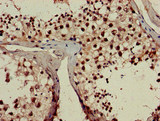 RPL23A Antibody - Immunohistochemistry of paraffin-embedded human testis tissue at dilution of 1:100