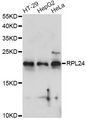 RPL24 / Ribosomal Protein L24 Antibody - Western blot analysis of extracts of various cell lines, using RPL24 antibody at 1:1000 dilution. The secondary antibody used was an HRP Goat Anti-Rabbit IgG (H+L) at 1:10000 dilution. Lysates were loaded 25ug per lane and 3% nonfat dry milk in TBST was used for blocking. An ECL Kit was used for detection and the exposure time was 60s.