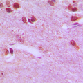 RPL26L1 Antibody - Immunohistochemical analysis of RPL26L1 staining in human brain formalin fixed paraffin embedded tissue section. The section was pre-treated using heat mediated antigen retrieval with sodium citrate buffer (pH 6.0). The section was then incubated with the antibody at room temperature and detected using an HRP conjugated compact polymer system. DAB was used as the chromogen. The section was then counterstained with hematoxylin and mounted with DPX.