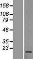 RPL27 / Ribosomal Protein L27 Protein - Western validation with an anti-DDK antibody * L: Control HEK293 lysate R: Over-expression lysate