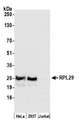 RPL29 / Ribosomal Protein L29 Antibody - Detection of human RPL29 by western blot. Samples: Whole cell lysate (50 µg) from HeLa, HEK293T, and Jurkat cells prepared using NETN lysis buffer. Antibody: Affinity purified rabbit anti-RPL29 antibody used for WB at 0.04 µg/ml. Detection: Chemiluminescence with an exposure time of 30 seconds.