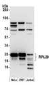 RPL29 / Ribosomal Protein L29 Antibody - Detection of human RPL29 by western blot. Samples: Whole cell lysate (50 µg) from HeLa, HEK293T, and Jurkat cells prepared using NETN lysis buffer. Antibody: Affinity purified rabbit anti-RPL29 antibody used for WB at 0.04 µg/ml. Detection: Chemiluminescence with an exposure time of 30 seconds.