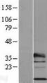 RPL29 / Ribosomal Protein L29 Protein - Western validation with an anti-DDK antibody * L: Control HEK293 lysate R: Over-expression lysate