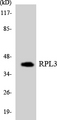 RPL3 / Ribosomal Protein L3 Antibody - Western blot analysis of the lysates from HUVECcells using RPL3 antibody.