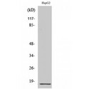 RPL34 / Ribosomal Protein L34 Antibody - Western blot of Ribosomal Protein L34 antibody