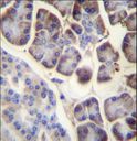 RPL34 / Ribosomal Protein L34 Antibody - RPL34 Antibody immunohistochemistry of formalin-fixed and paraffin-embedded human pancreas tissue followed by peroxidase-conjugated secondary antibody and DAB staining.