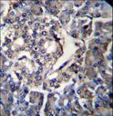 RPL35 / Ribosomal Protein L35 Antibody - RPL35 Antibody immunohistochemistry of formalin-fixed and paraffin-embedded human pancreas tissue followed by peroxidase-conjugated secondary antibody and DAB staining.