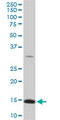RPL36A / Ribosomal Protein L36 Antibody - RPL36A monoclonal antibody (M01), clone 5F8. Western blot of RPL36A expression in Raw 264.7.