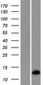 RPL36AL Protein - Western validation with an anti-DDK antibody * L: Control HEK293 lysate R: Over-expression lysate