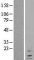 RPL37A Protein - Western validation with an anti-DDK antibody * L: Control HEK293 lysate R: Over-expression lysate