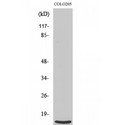 RPL39 / Ribosomal Protein L39 Antibody - Western blot of Ribosomal Protein L39 antibody
