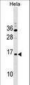 RPP14 Antibody - RPP14 Antibody western blot of HeLa cell line lysates (35 ug/lane). The RPP14 antibody detected the RPP14 protein (arrow).