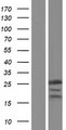 RPP25 Protein - Western validation with an anti-DDK antibody * L: Control HEK293 lysate R: Over-expression lysate
