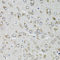 RPS10 / Ribosomal Protein S10 Antibody - Immunohistochemistry of paraffin-embedded mouse brain tissue.