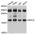RPS15 / Ribosomal Protein S15 Antibody - Western blot analysis of extracts of various cell lines.