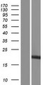 RPS15 / Ribosomal Protein S15 Protein - Western validation with an anti-DDK antibody * L: Control HEK293 lysate R: Over-expression lysate