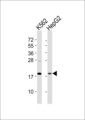 RPS18 / Ribosomal Protein S18 Antibody - All lanes : Anti-RPS18 Antibody at 1:1000 dilution Lane 1: K562 whole cell lysates Lane 2: HepG2 whole cell lysates Lysates/proteins at 20 ug per lane. Secondary Goat Anti-Rabbit IgG, (H+L),Peroxidase conjugated at 1/10000 dilution Predicted band size : 18 kDa Blocking/Dilution buffer: 5% NFDM/TBST.