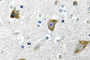 RPS20 / Ribosomal Protein S20 Antibody - IHC of Ribosomal Protein S20 (K67) pAb in paraffin-embedded human brain tissue.
