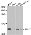 RPS27 / Ribosomal Protein S27 Antibody - Western blot analysis of extracts of various cell lines.