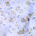 RPS3A / Ribosomal Protein S3A Antibody - Immunohistochemistry of paraffin-embedded mouse brain tissue.
