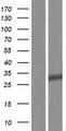 RPS4Y1 Protein - Western validation with an anti-DDK antibody * L: Control HEK293 lysate R: Over-expression lysate