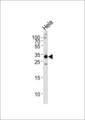 RPS6 / Ribosomal Protein S6 Antibody - Western blot of lysate from HeLa cell line, using RPS6 Antibody. Antibody was diluted at 1:1000 at each lane. A goat anti-rabbit IgG H&L (HRP) at 1:5000 dilution was used as the secondary antibody. Lysate at 35ug per lane.
