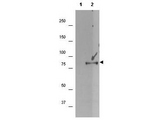 RPS6KA1 / RSK1 Antibody - Anti-p90 RSK1 pS732 Antibody - Western Blot. Western blot of affinity purified anti-p90 RSK1 pS732 antibody shows detection of a band ~90 kD in size corresponding to phosphorylated p90 RSK1 (arrowhead) in EGF stimulated (lane 2) HEK293T cell lysates prepared from cells grown in the absence of serum for 12 h. No staining is observed in similarly prepared lysates derived from unstimulated (control) cells (lane 1). After transfer, the membrane was blocked overnight followed by reaction with the primary antibody at a 1:1000 dilution. Detection occurred using a peroxidase conjugated secondary antibody and ECL. Personal Communication. Kuldeep Patel, Loyola University Medical Center, Maywood, IL.