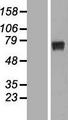 RPUSD2 Protein - Western validation with an anti-DDK antibody * L: Control HEK293 lysate R: Over-expression lysate