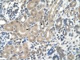 RRP1 Antibody - RRP1 antibody RRP1(ribosomal RNA processing 1 homolog (S. cerevisiae)) Antibody was used in IHC to stain formalin-fixed, paraffin-embedded human kidney.  This image was taken for the unconjugated form of this product. Other forms have not been tested.