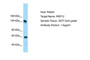 RRP12 Antibody -  This image was taken for the unconjugated form of this product. Other forms have not been tested.