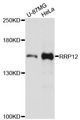 RRP12 Antibody - Western blot analysis of extracts of various cell lines, using RRP12 antibody at 1:3000 dilution. The secondary antibody used was an HRP Goat Anti-Rabbit IgG (H+L) at 1:10000 dilution. Lysates were loaded 25ug per lane and 3% nonfat dry milk in TBST was used for blocking. An ECL Kit was used for detection and the exposure time was 90s.