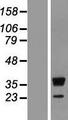 RRP15 Protein - Western validation with an anti-DDK antibody * L: Control HEK293 lysate R: Over-expression lysate