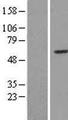 RRP8 Protein - Western validation with an anti-DDK antibody * L: Control HEK293 lysate R: Over-expression lysate