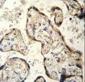 RSBN1 Antibody - RSBN1 Antibody immunohistochemistry of formalin-fixed and paraffin-embedded human plecenta tissue followed by peroxidase-conjugated secondary antibody and DAB staining.