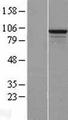 RSBN1L Protein - Western validation with an anti-DDK antibody * L: Control HEK293 lysate R: Over-expression lysate