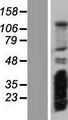 RSG1 Protein - Western validation with an anti-DDK antibody * L: Control HEK293 lysate R: Over-expression lysate