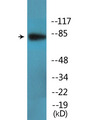 RSK1+2+3+4 Antibody - Western blot analysis of lysates from HepG2 cells treated with EGF 200ng/ml 30', using RSK1/2/3/4 (Phospho-Ser221/227/S218/232) Antibody.