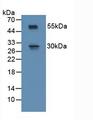 RSPO1 / RSPO Antibody - Western Blot; Sample: Mouse Spinal Cord Tissue.