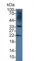 RSPO3 Antibody - Western Blot; Sample: Porcine Small intestine lysate; Primary Ab: 3µg/ml Rabbit Anti-Human RSPO3 Antibody Second Ab: 0.2µg/mL HRP-Linked Caprine Anti-Rabbit IgG Polyclonal Antibody