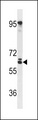 RSPRY1 Antibody - RSPRY Antibody western blot of mouse NIH-3T3 cell line lysates (35 ug/lane). The RSPRY antibody detected the RSPRY protein (arrow).