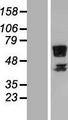 RSPRY1 Protein - Western validation with an anti-DDK antibody * L: Control HEK293 lysate R: Over-expression lysate