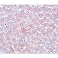 RSRC1 Antibody - Immunohistochemistry of RSRC1 in rat liver tissue with RSRC1 antibody at 5 µg/mL.